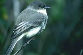 Eastern Phoebe