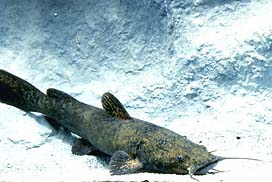 Fish - Flathead Catfish