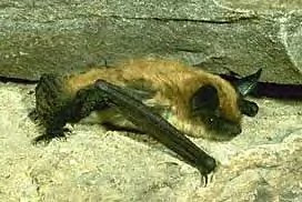 Bat - Fringed Myotis