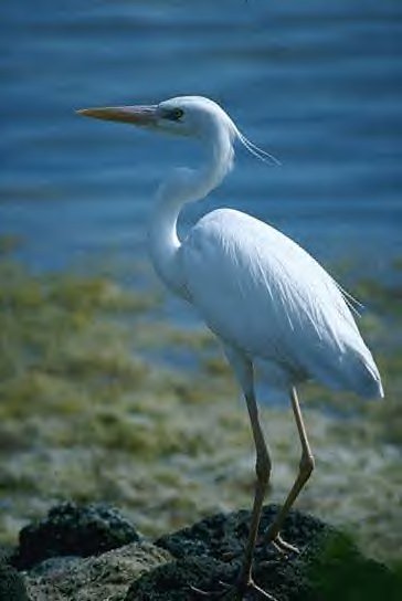 Great Blue Heron