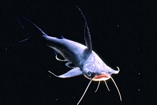 Gafftopsail Catfish