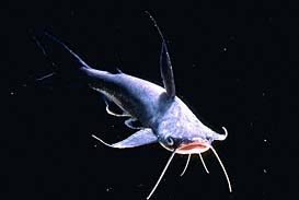 Gafftopsail Catfish