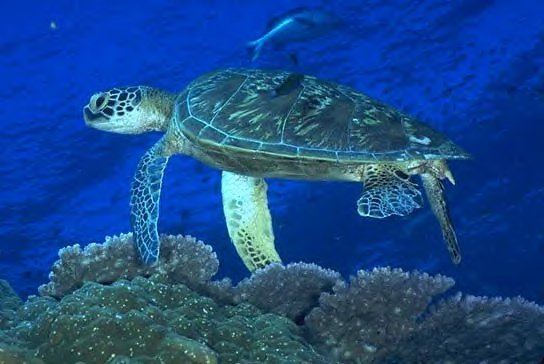 Green Turtle