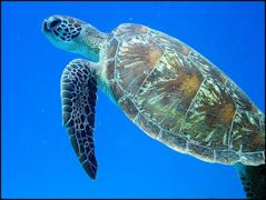 Green Turtle