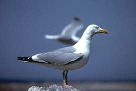 Herring Gull Summer Adult
