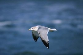 Click to Enlarge Winter Adult