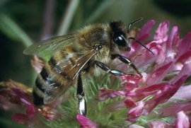 Insect - Honey Bee