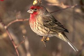 House Finch