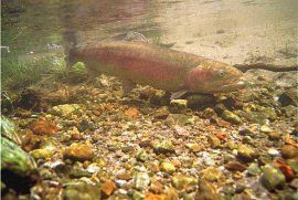 Lahontan Cutthroat Trout