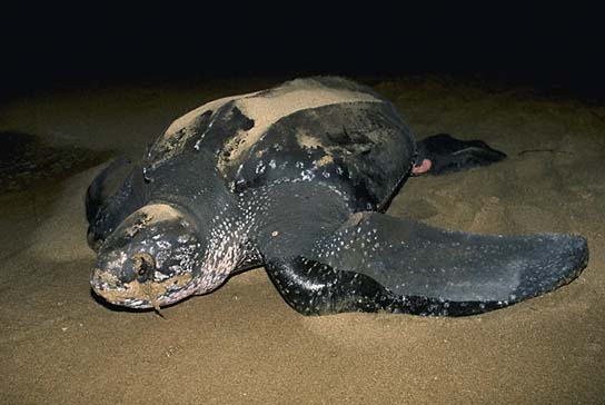 Leatherback