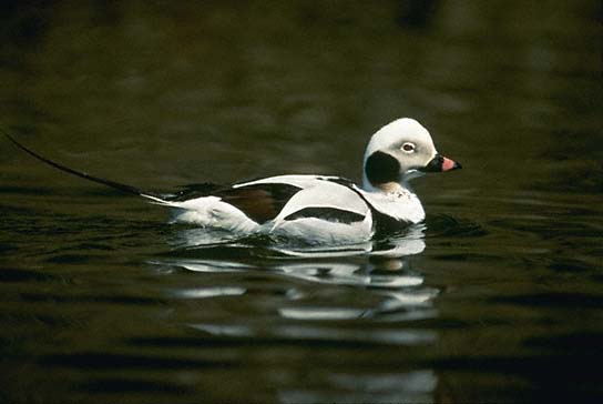 Long-tailed Duck