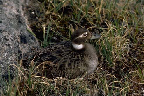 Long-tailed Duck