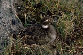 Long-tailed Duck
