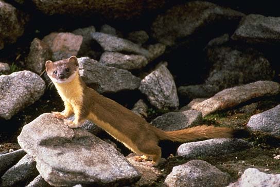 Long-tailed Weasel