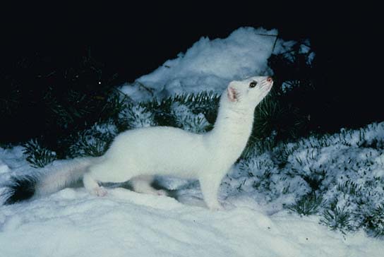 Long-tailed Weasel