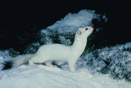 Long-tailed Weasel