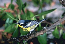 Bird - Magnolia Warbler