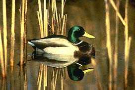 Mallard Drake