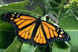 Monarch Butterfly