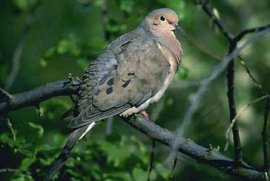 Mourning Dove