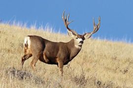 Mule Deer