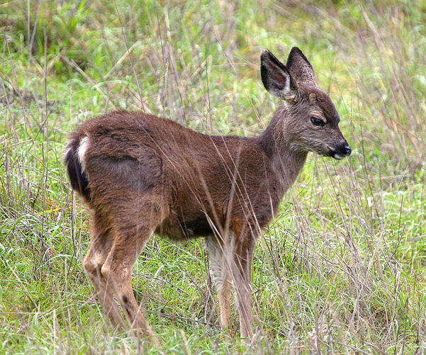Mule Deer