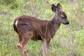 Mule Deer