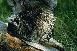 Porcupine