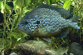Pumpkinseed