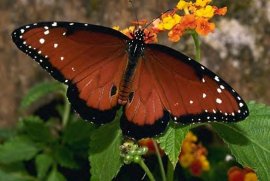 Insect - Queen Butterfly