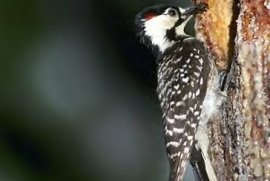 Bird - Red Cockaded Woodpecker