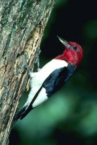Red-headed Woodpecker
