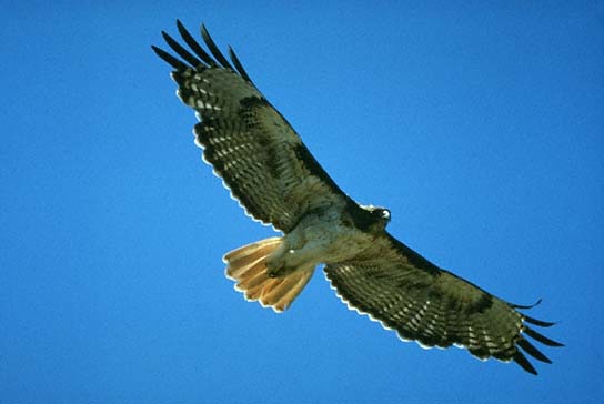 Red-tailed Hawk Adult