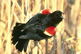 Bird - Redwing Blackbird