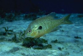 Redbreast Sunfish