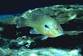 Fish - Redbreast Sunfish
