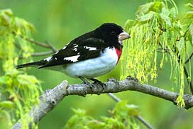 Rose-breasted Grosbeak