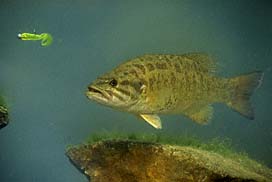 Smallmouth Bass