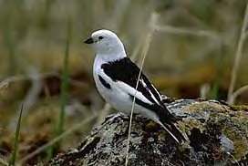 Bird - Snow Bunting