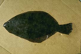 Fish - Southern Flounder