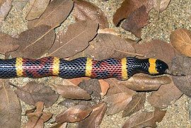 Texas Coral Snake