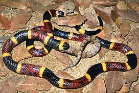 Texas Coral Snake