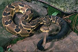 Timber Rattlesnake