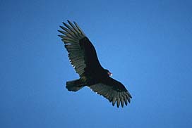 Bird - Turkey Vulture