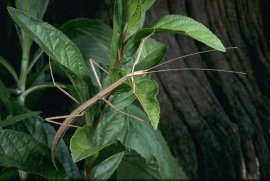 Insect - Northern Walking Stick