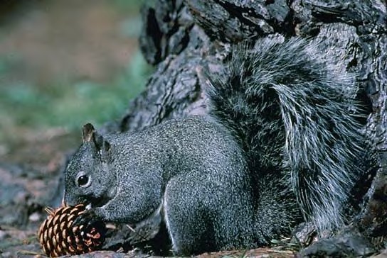 Western Gray Squirrel
