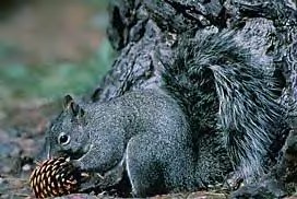Western Gray Squirrel