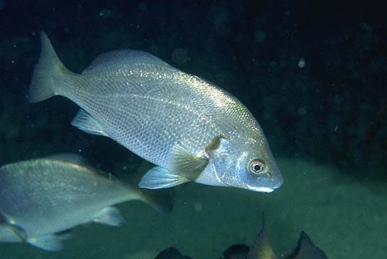 White Croaker