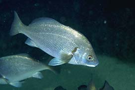 White Croaker