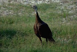 Wild Turkey Hen